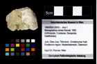 Foto (Objekt + Etikett) von Mesogalathea striata (Remeš, 1895)  (NHMW-GEO-1990-0041-2910)